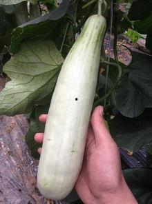 吃千万网红的瓜,揭秘千万网红背后的惊人瓜料