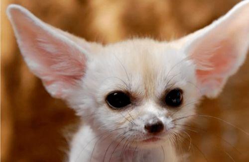 抖音狐狸崽崽免费吃瓜爆料,揭秘娱乐圈幕后真相